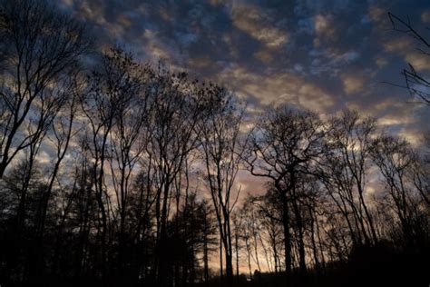 Free Images Tree Nature Forest Branch Winter Sunrise Sunset