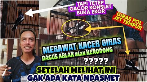 Dipermudah Begini Saja Merawat Kacer Giras Bagus Mengejar Jinak