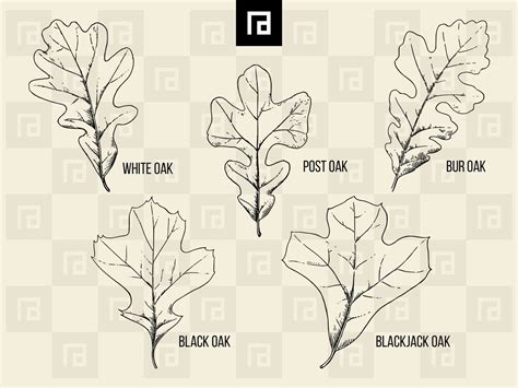 Oak Leaves Svg Png Bundle Various Hand Drawn Oak Foliage Transparent