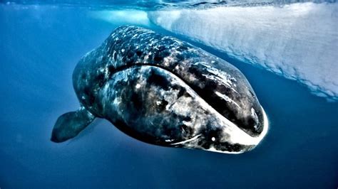 How old is the oldest bowhead whale? - Quora