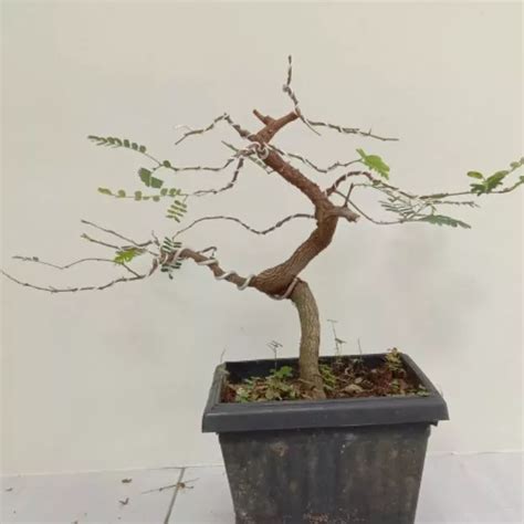 Detail Cara Pecah Batang Bonsai Asam Jawa Koleksi Nomer 41