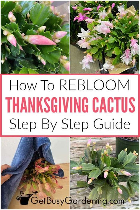 Reblooming Your Thanksgiving Cactus In 3 Easy Steps - Get Busy Gardening