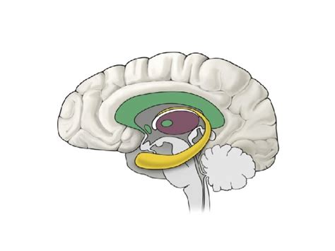 Cerebral Hemisphere The Medial Longitudinal Fissure Separates The