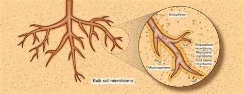 Pdf Inside The Root Microbiome Bacterial Root Endophytes And Plant