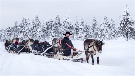 Sieriporo Safaris: Reindeer Safari of 2,5 km in Rovaniemi Lapland ...