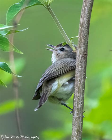 Warbling Vireo | Backcountry Gallery Photography Forums