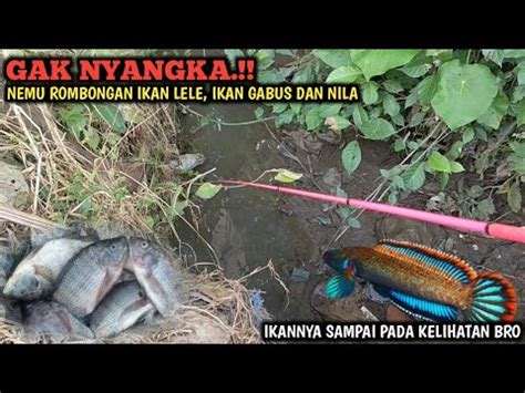 Gokil Mancing Channa Limbata Di Sungai Mengering Gak Nyangka Nemu