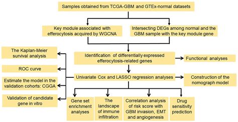 Development Of A Prognostic Model For Glioblastoma Multiforme Based On