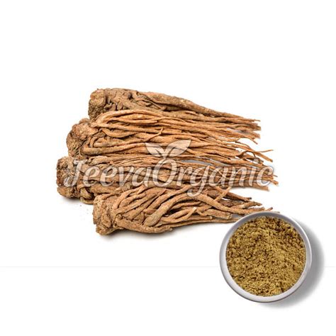 Angelica Root Extract Powder Supplier Bulk Angelica Root Extract Powder