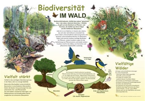 Lehrtafeln Rund Um Das Thema Wald Flora Und Fauna Im Wald Natur Im