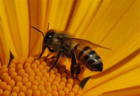 Treat Bee Sting On Foot