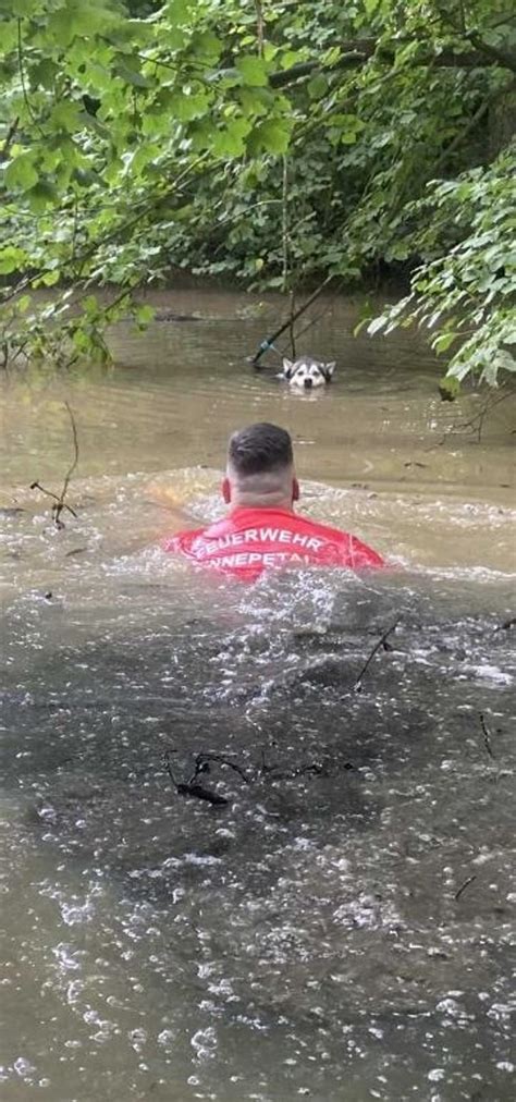 Mit Leine hängen geblieben Feuerwehr befreit Hund in Not