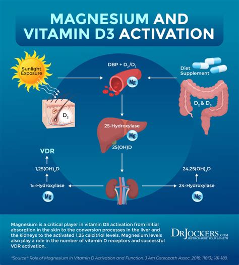 Vitamin D Resistance And Autoimmunity