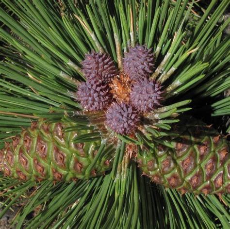 Pinus Ponderosa Ponderosa Pine Tree Seeds Yellow Pine Etsy Australia