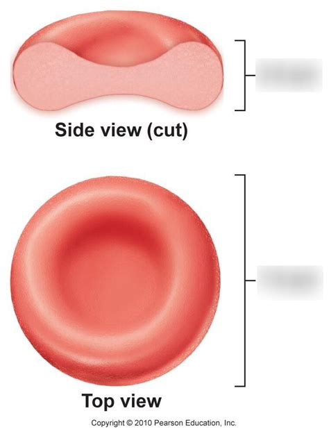 Blood Cell Diagram | Quizlet