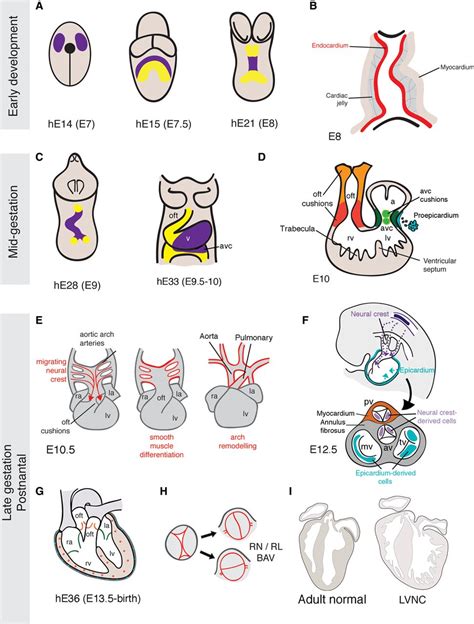 Endocardial Notch Signaling In Cardiac Development And Disease