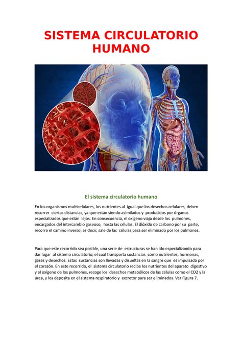 Taller De Biologia Sistema Circulatorio Humano Sistema Circulatorio