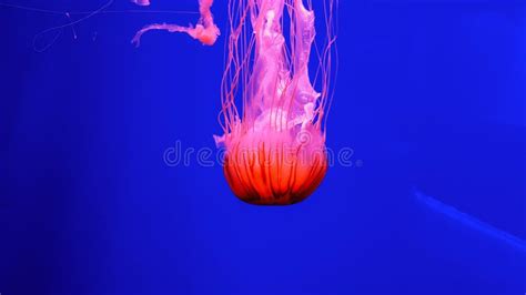 Colorful Jellyfish in Aquarium Stock Photo - Image of oceanography ...