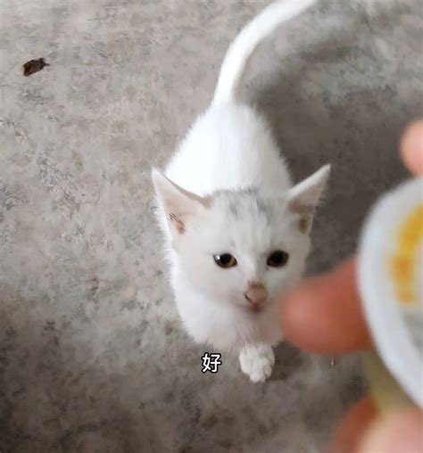 你见过要吃果冻的猫咪吗 记录猫咪日常 傻猫 小芋圆 哔哩哔哩 bilibili