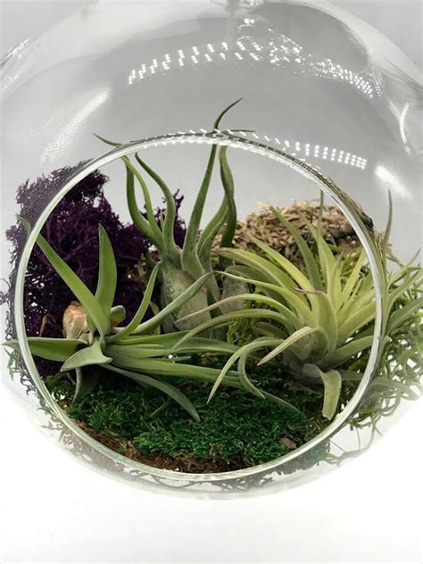 Air Plant Glass Globe Bulb Hanging Planter Pot Tillandsia Etsy