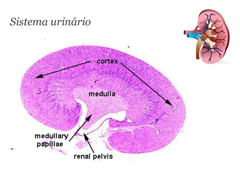 Aula 3 Histologia Sistema Urinário