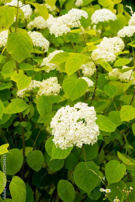 Hydrangea color. Flower Hydrangea. shrub Spiraea Grefsheim Stock Photo ...