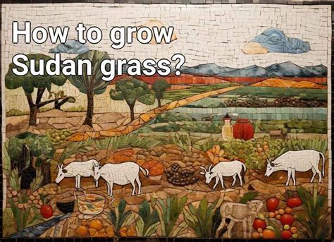 How to grow Sudan grass? – Agriculture.Gov.Capital