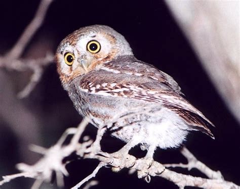 15 Popular Owl Species (Learn to Identify Individually)