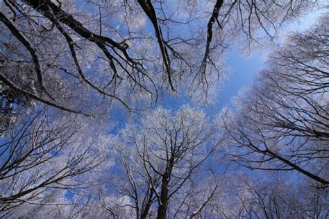 Gratis Afbeeldingen Landschap Boom Natuur Tak Sneeuw Koude