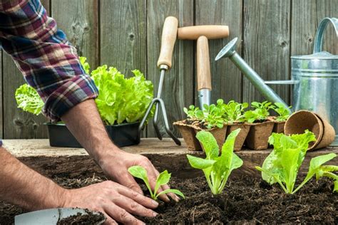 Descubre Los Beneficios De Los Abonos Verdes Mejora Tu Suelo De Forma