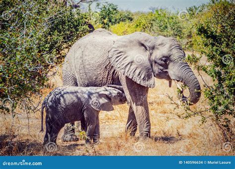 African Mom and Baby Elephant Stock Photo - Image of herd, african: 140596634