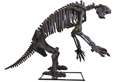 Eremotherium eomigrans VERNE – Giant Ground Sloth Skeleton – Display ...