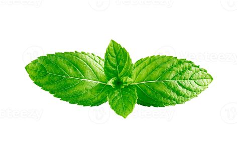 Mint Leaf Png Hd Isolated Png Mart