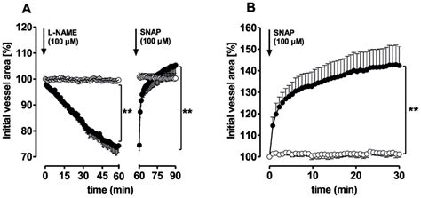 Responses Of Pulmonary Arteries PAs And Pulmonary Veins PVs To