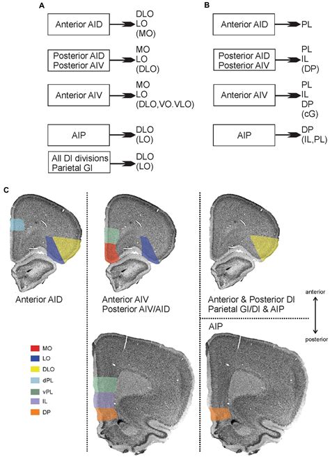 Frontiers Projections Of The Insular Cortex To Orbitofrontal And