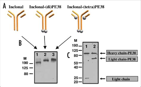 Igg Toxin Fusion Proteins A Schematic Representation Of The