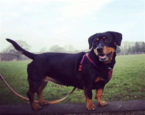 40 Dashing Dachshund Mixes The Best Doxie Mix Guide