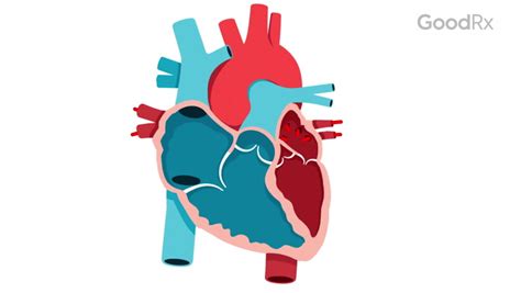 Understanding Heart Failure: What Is Ejection Fraction? - GoodRx