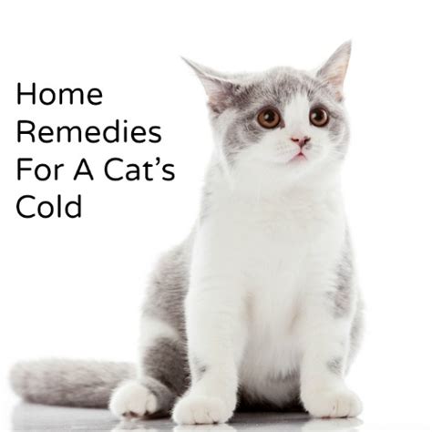 Home Remedy For A Cat's Cold - Hillbilly Housewife