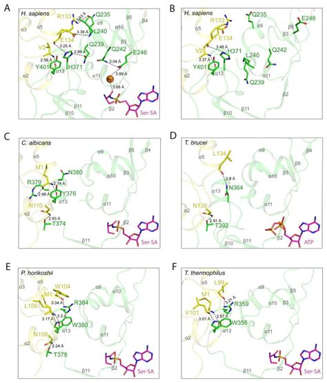 Crystal Structure Of Human Seryl TRNA Synthetase And Ser SA Complex