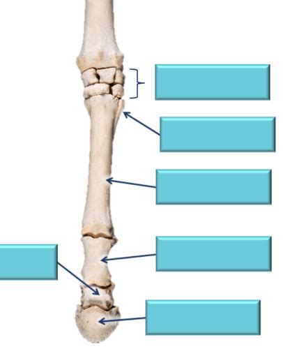 AHS2 Comparative Locomotor Anatomy Flashcards Quizlet