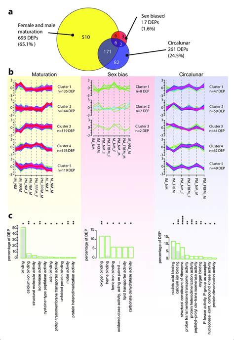 The Platynereis Head Proteome Is Differentially Affected By Maturation Download Scientific