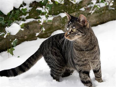 Caring for Feral Cats in the Winter - Ontario SPCA and Humane Society