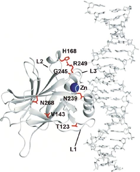 Schematic Model Of The Human P53 Core Domain Tumour Suppressor