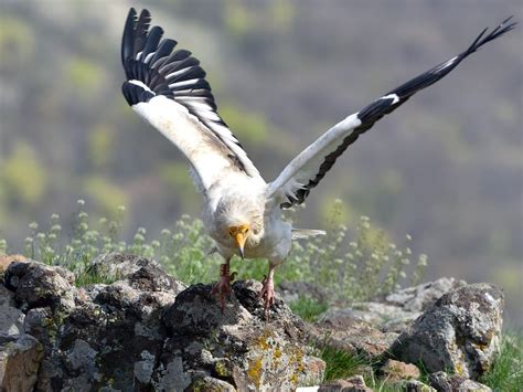 Egyptian Vulture Bird Facts (Neophron percnopterus) | Birdfact