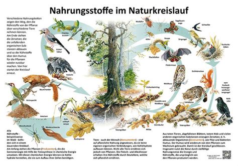 Nahrungsstoffe im Naturkreislauf 50x70 70x100 cm Ökologie