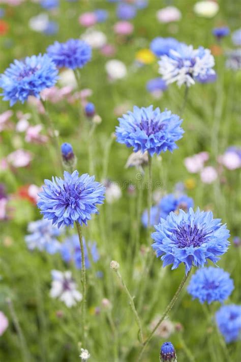 Centaurea Cyanus Flower Close Up Stock Image - Image of inflorescence ...