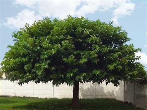 Nos Arbres Dombrage Et Dornement Arbres Dombrage Murier Arbre