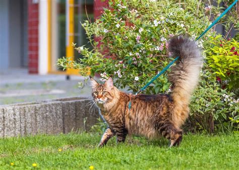 Tail Talk What Your Cats Tail Is Telling You