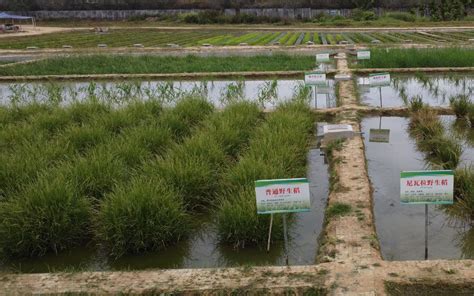 水稻中的“国宝” 实探全球最大野生稻种质资源圃水稻新浪新闻